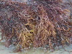 Chondracanthus chamissoi