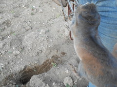 Thomomys umbrinus