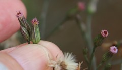 Symphyotrichum expansum