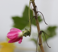 Malva assurgentiflora