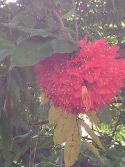 Magnoliopsida