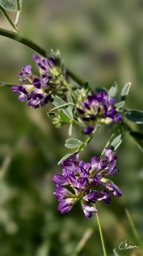 Alfalfa