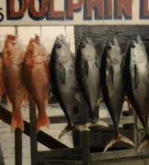 Thunnus atlanticus