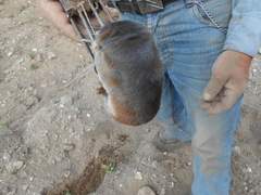 Thomomys umbrinus