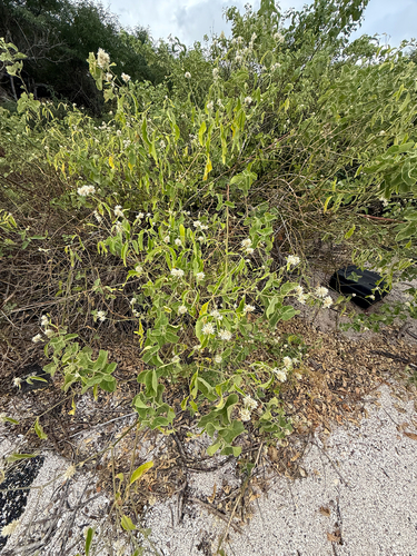 Alternanthera echinocephala (Alternanthera echinocephala)