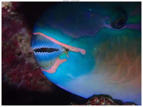 Pacific Bullethead Parrotfish
