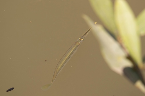 Estuarium-halfsnavel (Zenarchopterus ectuntio) — Zenarchopteridae — 4
