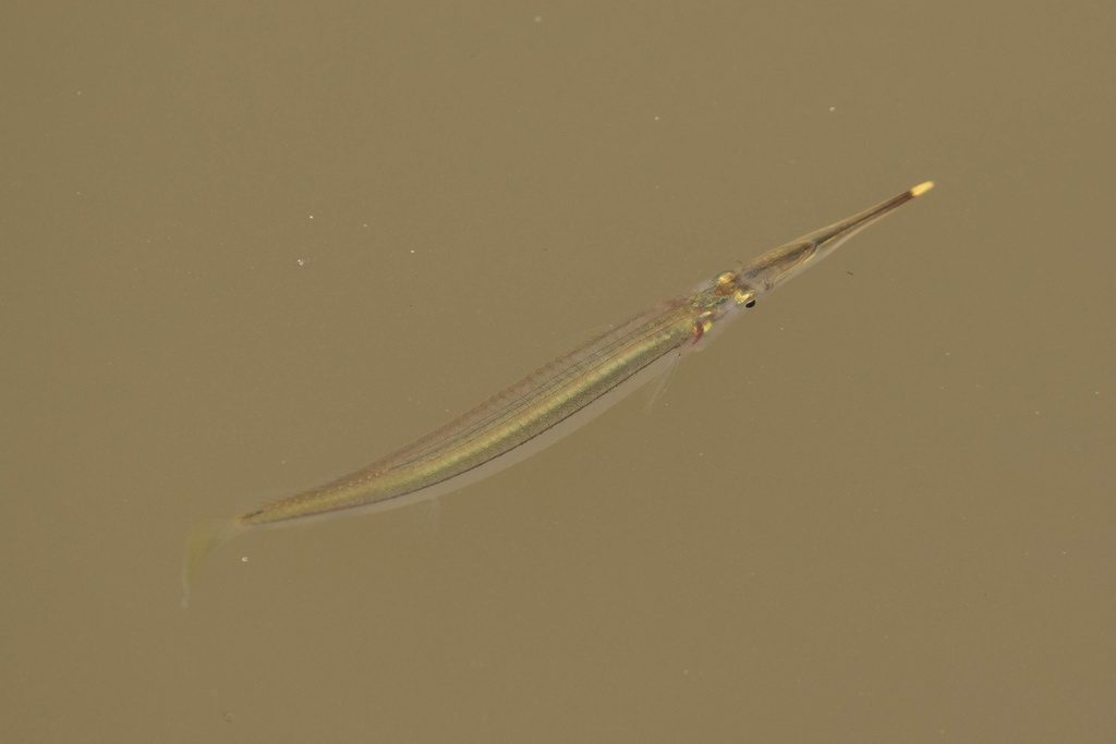 Estuarine halfbeak (Zenarchopterus ectuntio) — Zenarchopteridae
