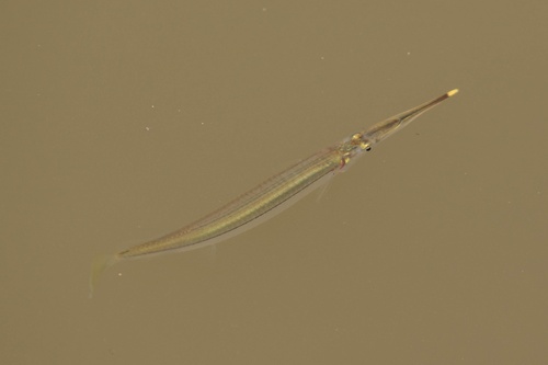 Estuarine halfbeak (Zenarchopterus ectuntio) — Zenarchopteridae