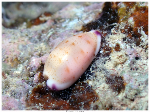 Cypraea microdon observed 2025-06-20
