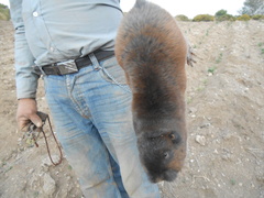 Thomomys umbrinus