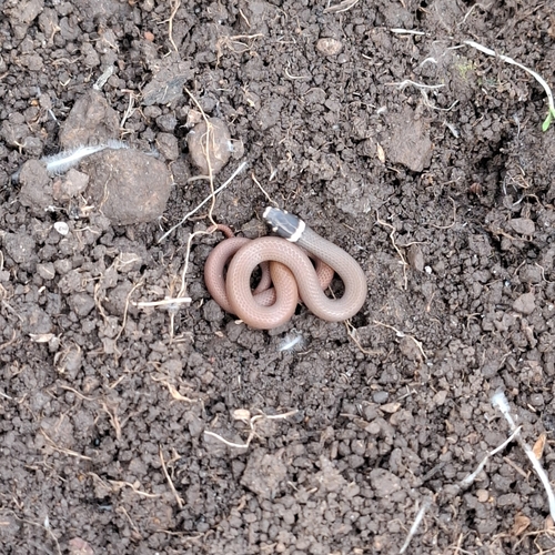 Bocourt's Black-headed Snake