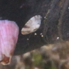 Notoacmea parviconoidea