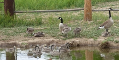 Branta canadensis