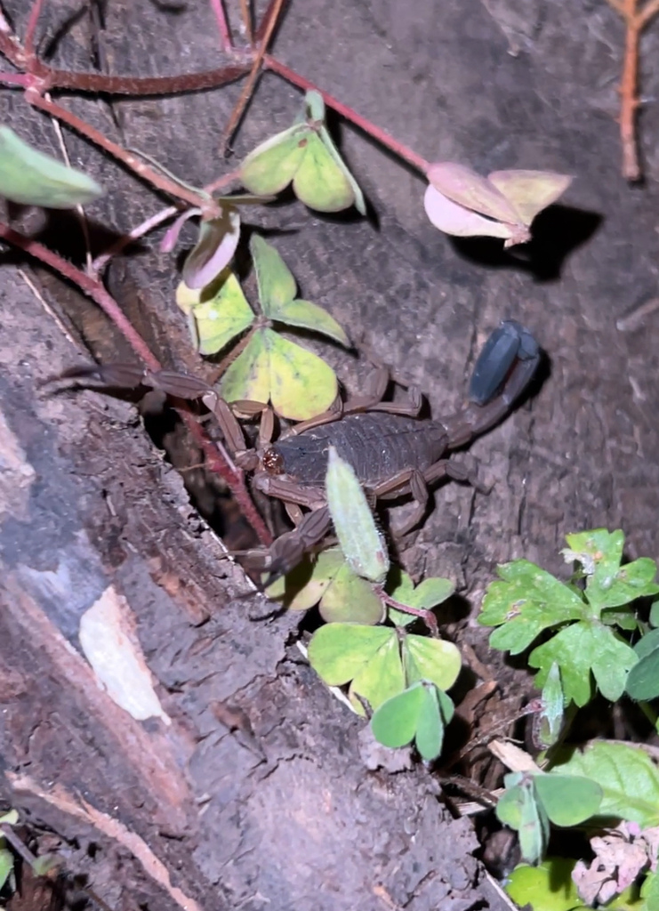 Tityus footei