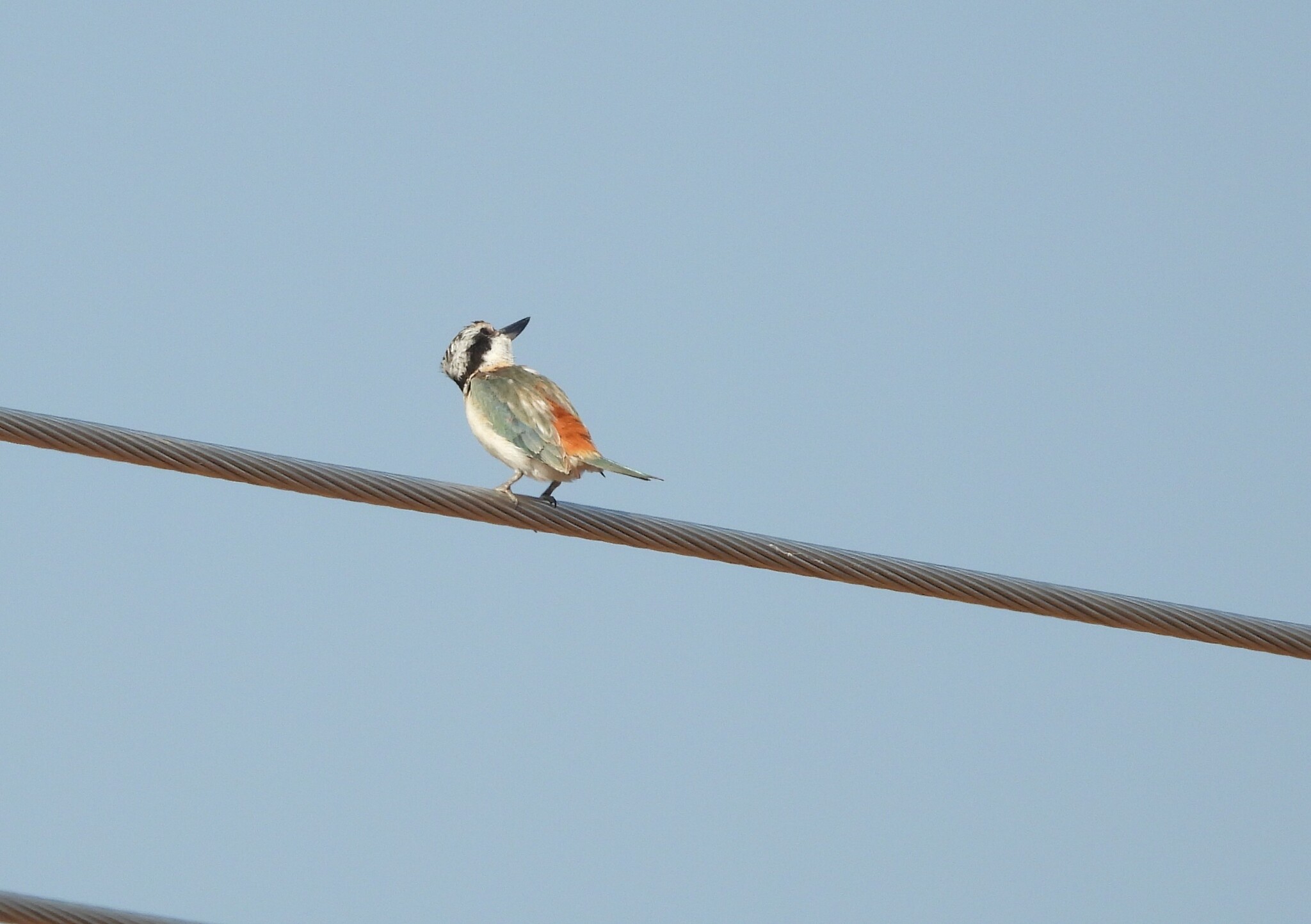Red-backed Kingfisher (Todiramphus pyrrhopygius), photo 10