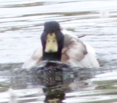 Anas platyrhynchos