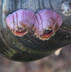 Notomegabalanus decorus