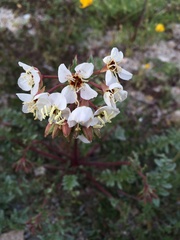 Chylismia claviformis aurantiaca