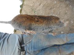 Thomomys umbrinus