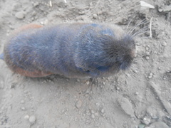 Thomomys umbrinus