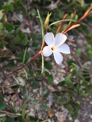 Linanthus dichotomus