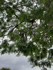 Jacarandeae