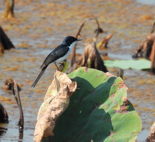 Paperbark Flycatcher (Myiagra nana), photo 5