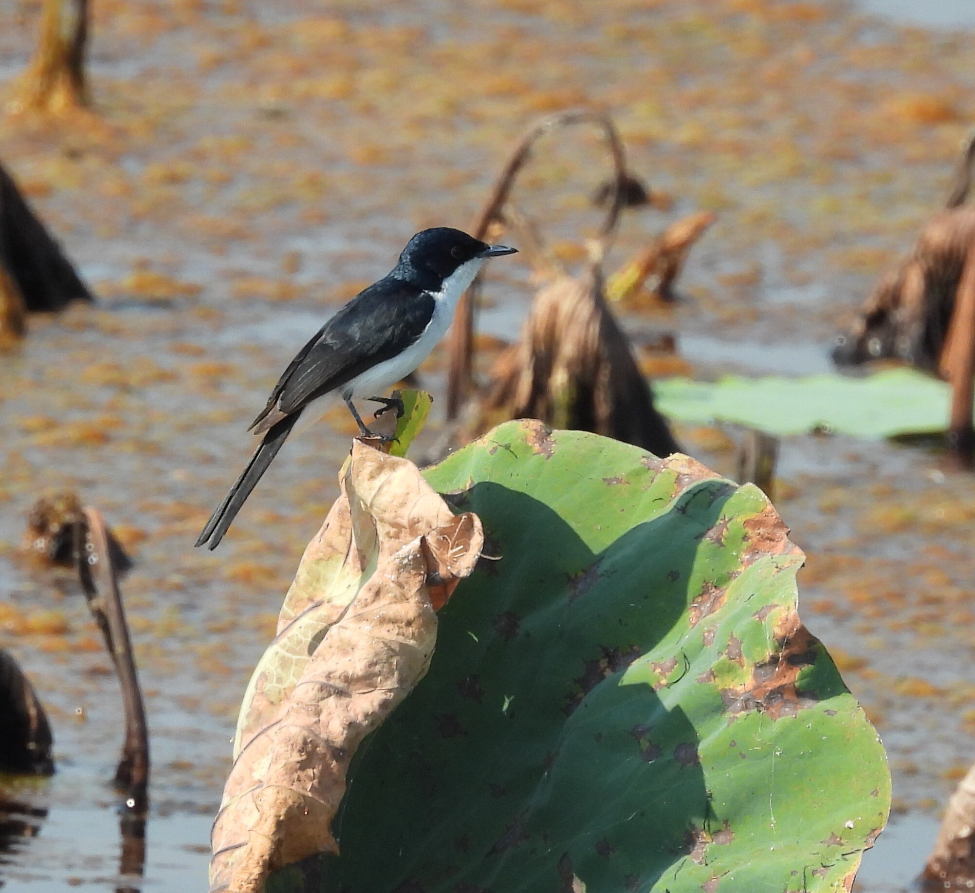 Paperbark Flycatcher (Myiagra nana), photo 7