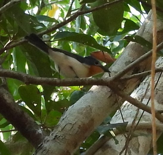 Broad-billed Flycatcher (Myiagra ruficollis), photo 3