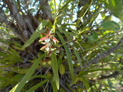Prosthechea squalida