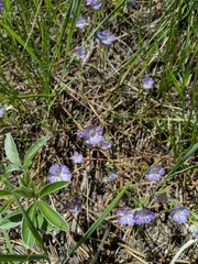 Phacelia linearis
