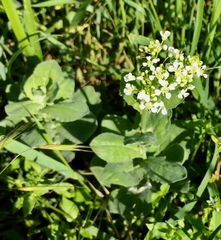 Lepidium draba