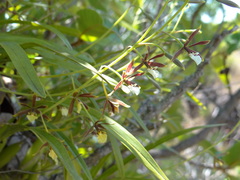 Prosthechea squalida