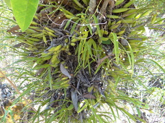 Prosthechea squalida