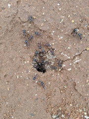 Pogonomyrmex rugosus