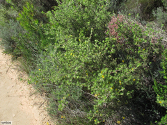 Aspalathus spicata