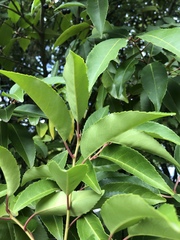 Prunus lusitanica