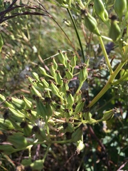 Arnoglossum plantagineum