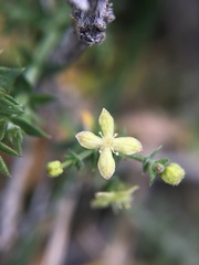 Galium stellatum