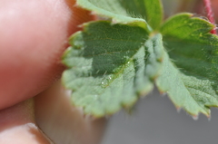 Fragaria cascadensis