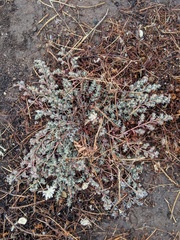 Euphorbia maculata