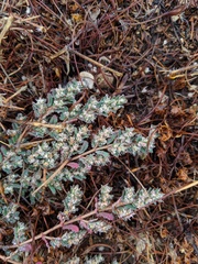 Euphorbia maculata