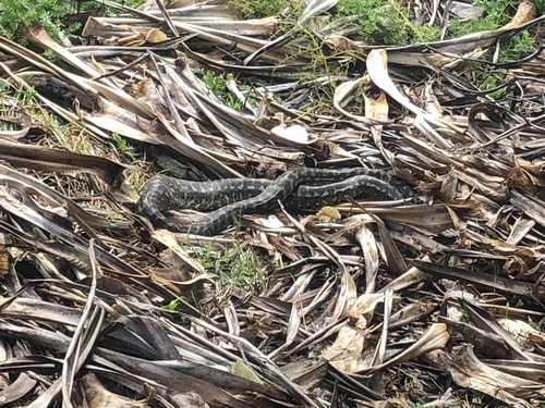 Coastal Carpet Python sighting