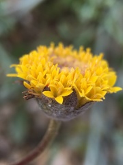 Trichoptilium incisum