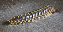 Rudiloria