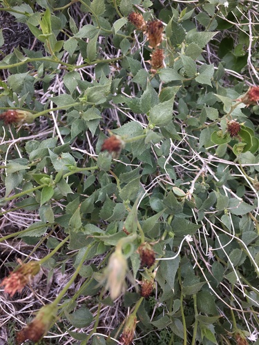 Attractive brickellbush (Brickellia atractyloides)