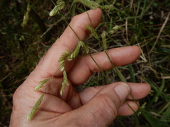 Leersia