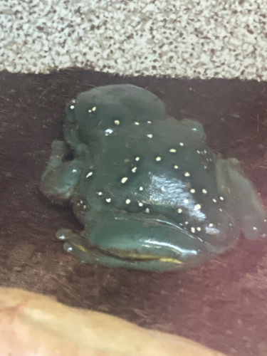 Splendid Tree Frog, Pelodryas splendida