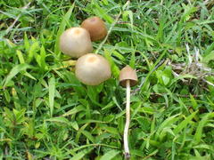 Psilocybe mexicana